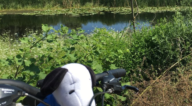 Cu bicicleta si doi copii in Delta: o tura de familie pe un traseu de exploratori